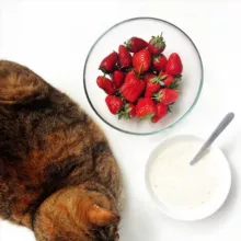 Коты накрыли на стол