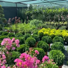 🌲Садовый центр Южный полюс🌸