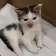 Пикчи и мемы с котиками