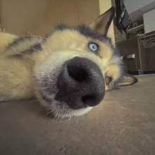 Husky_Lucky