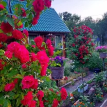 Дом, уют, сад, цветы 💐