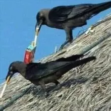Crowposting