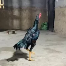 🐓👊Eng Saralari👊🐓