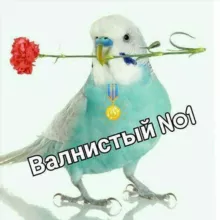 Волнистый №1🦜️🇺🇿