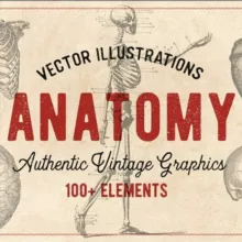 Anatomy