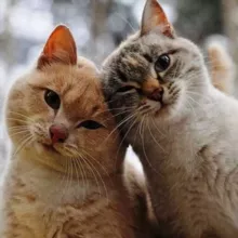 Кот и Кошечка