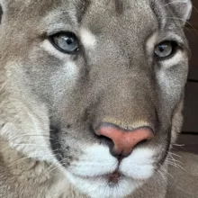 London_big_cat