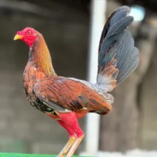 Gallos Rolando Colina