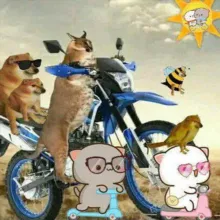 Peach Goma Cat - Cheems y +.