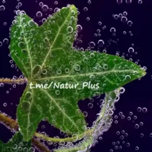 🌱NaturPlus*🌱