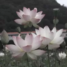 ⊹ ≧﹏≦ 𝗯𝗹𝗼𝗴 𝗗𝗶🪷 ୭୭ ぁ、