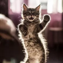 Котики tiktok video cats кошки