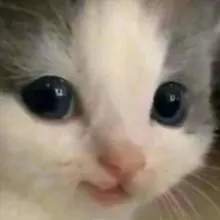 Only cats