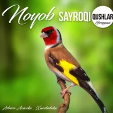 🥇Noyob🥇SaYroQi QuWLaR....