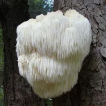 Культивация грибов. Ежевик (Ежовик) Гребенчатый. Lion's mane.