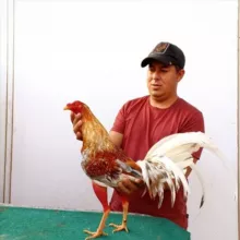 Gallos Burgos 💪🐣🔥