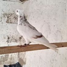 Namangan uchqur eski urug zodlari