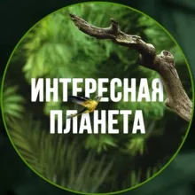 Интересная планета