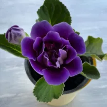 Цветочные феи🧚