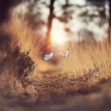 These Magic Moments