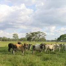 Musica Llanera Venezuela