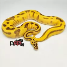 ARP's Channel