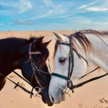 Лошадиный мир🐴❤️