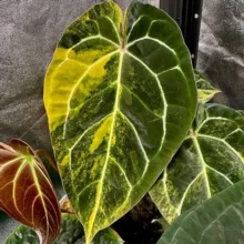 my_little_jungle