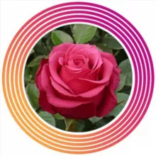 Саженцы Роз,розы,растения,ОКС,цветы🌹😍