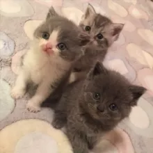 котики123