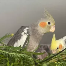 ЗАВОДЧИК ПОПУГАЕВ КОРЕЛЛА🦜