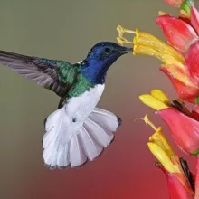 Colibri Channel