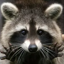 Procyon/raccoon/енот