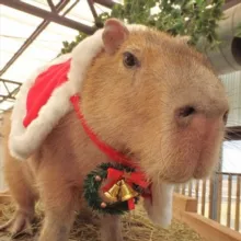 Hourly Capybara