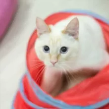 Кото-коммуна "Люськин Дом" 😽🐾