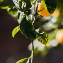 LeMochik|Чат🍋
