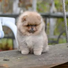 Puppy pomeranian шпицы