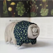 находки и тихоходки