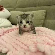 всратые котята с авито