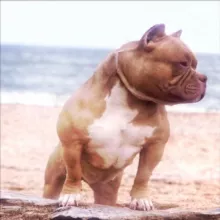 Питомник собак Американский булли Sonraise Sunny Dog