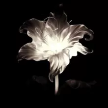 𝘥𝘶𝘴𝘩𝘢𝙇𝙃🤍