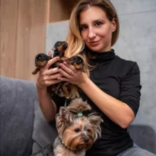 Йорк Мафия Лента/Новости🐶 питомник Йорков, Йорк купить, купить Йорка, щенки Йорка
