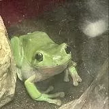 ribbitingfinds