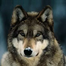 Seguidores de EL LOBO ESTEPARIO