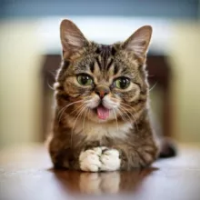 LIL BUB Portal 🐈