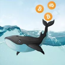 Crypto Whale | Проводник в мире крипты