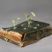 Viriditas. Философия растений 🌱