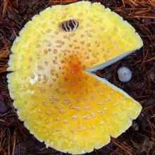 🍄 Грибная Ферма Подмиглазовых 😉