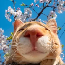 випуклі коти