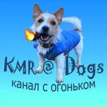 KMR@Dogs Chat🐶